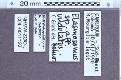 Etiketten zu Elasmosomus undulatus (NHMW-ZOO-COL-0011123)